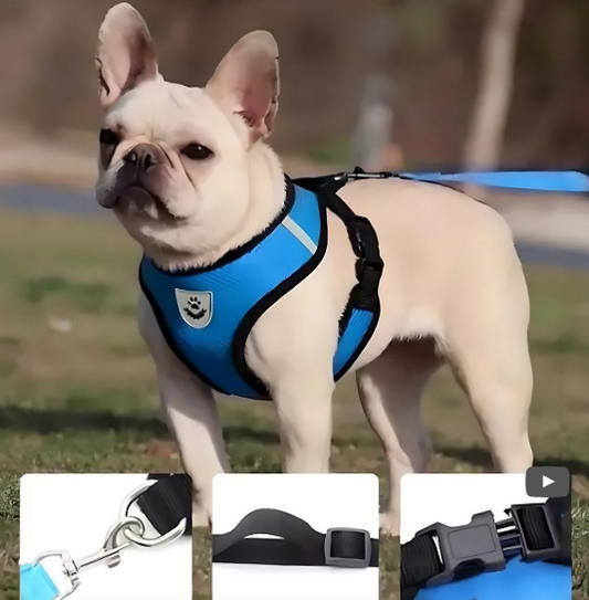 Coleira Peitoral Refletivo Com Guia Cachorro Cães Gato Pet Azul